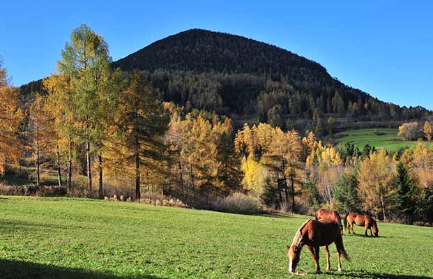 Cavalli in un prato a Trodena