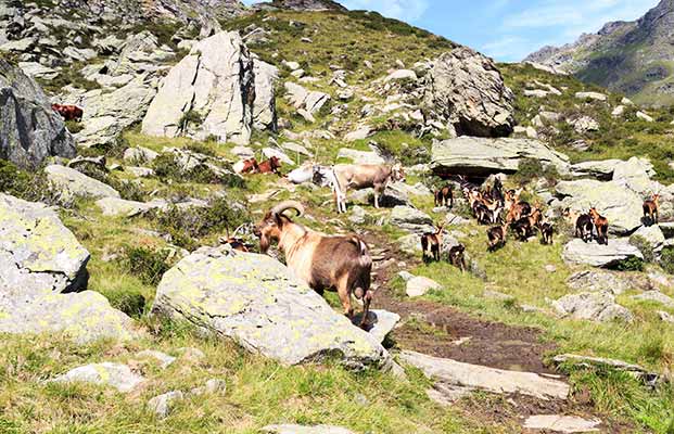 Sentiero escursionistico con capre