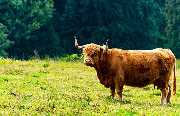 Bovini delle Highlands in un prato