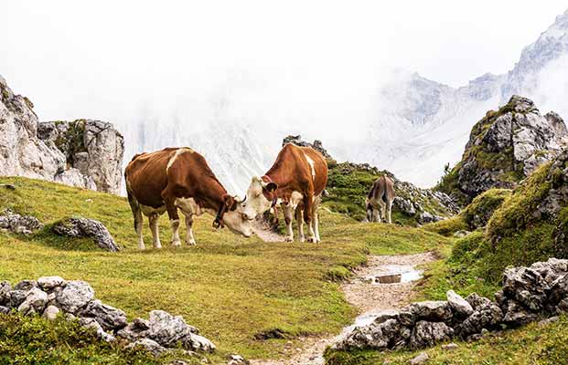Mucche nelle Dolomiti