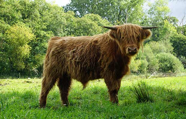 Bovini delle Highlands in un prato