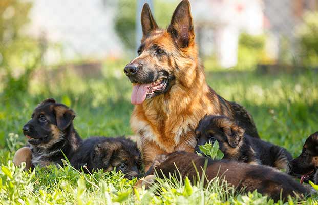 Cane con cuccioli in giardino