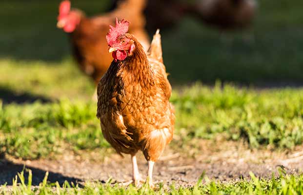 Pollo alla luce della sera