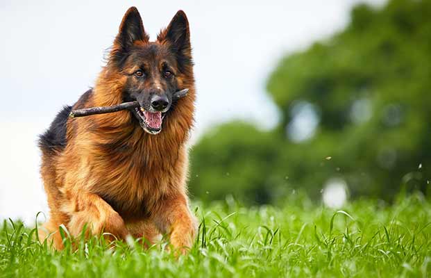 Cane con bastone in bocca