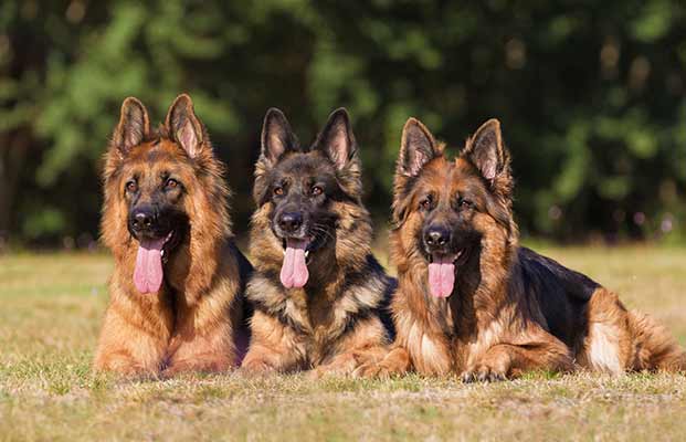 Tre cani bugiardi