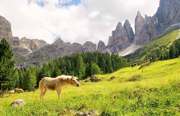 Cavallo nell'area del Roseto