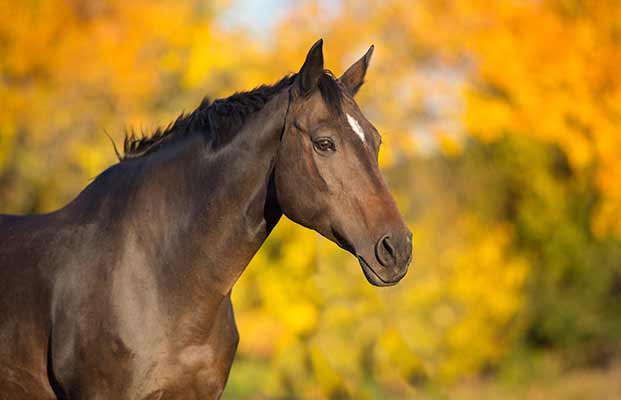 Un cavallo a Collepietra