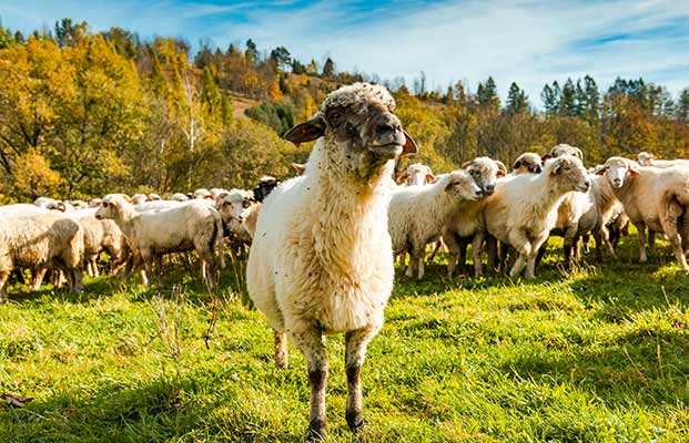 Un gregge di pecore in un prato