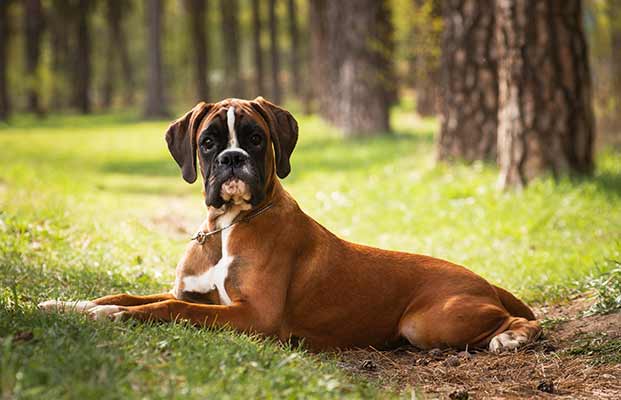 Cane sdraiato nella foresta  