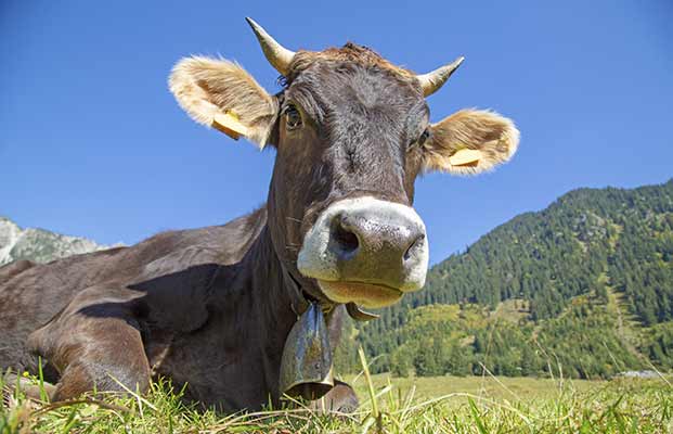 Mucca agghiacciante che guarda la telecamera