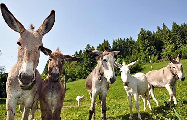 Un gruppo di asini guarda nella telecamera