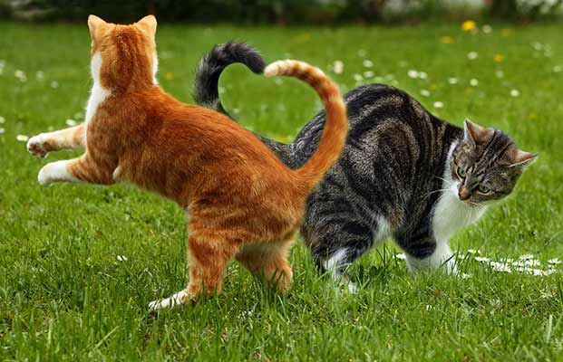 Due gatti che giocano insieme