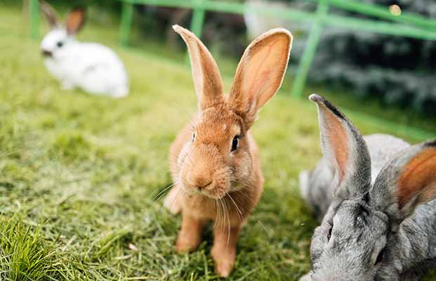 Conigli che si rilassano in giardino