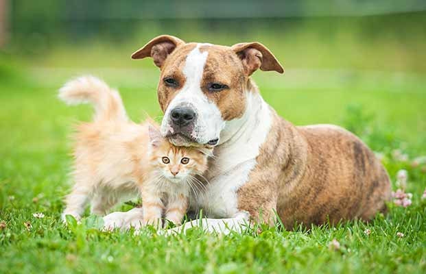 Cane e gatto sdraiati insieme in giardino