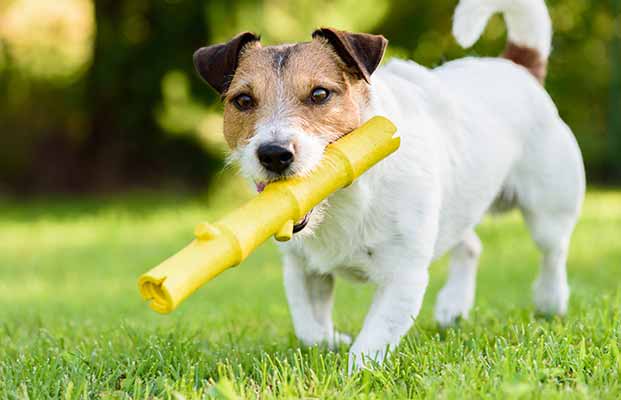 Cane che gioca in giardino