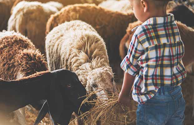 Un bambino aiuta nel recinto delle pecore