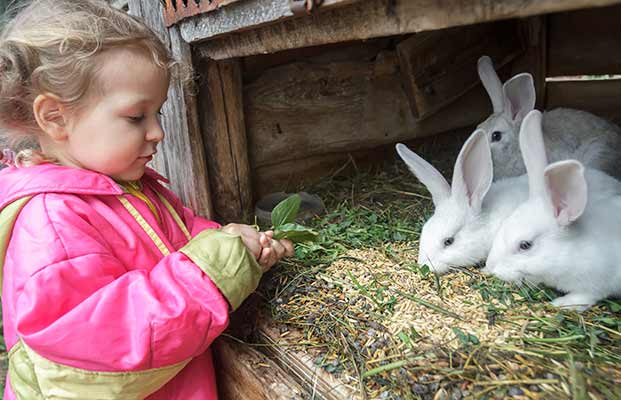 Ragazza dà da mangiare ai conigli