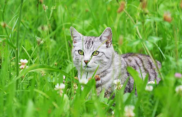 Gatto nell'erba alta