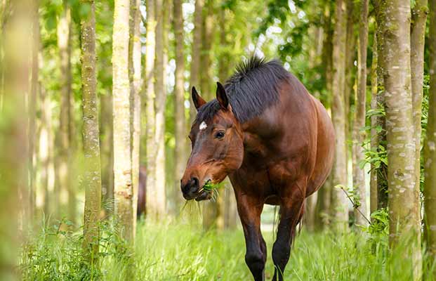 Il cavallo mangia tra gli alberi