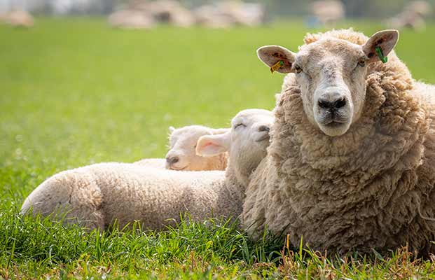 Pecore che si rinfrescano nel prato