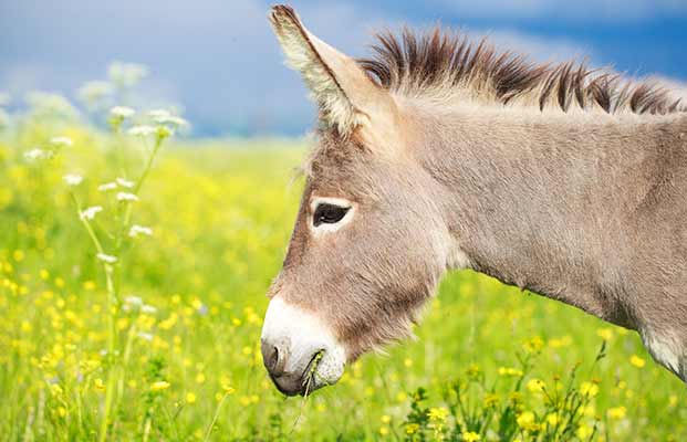 Asino che mangia in un prato