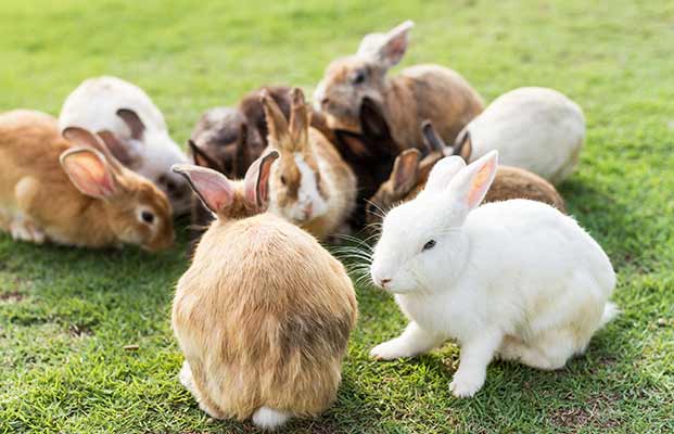 Un gruppo pieno di conigli