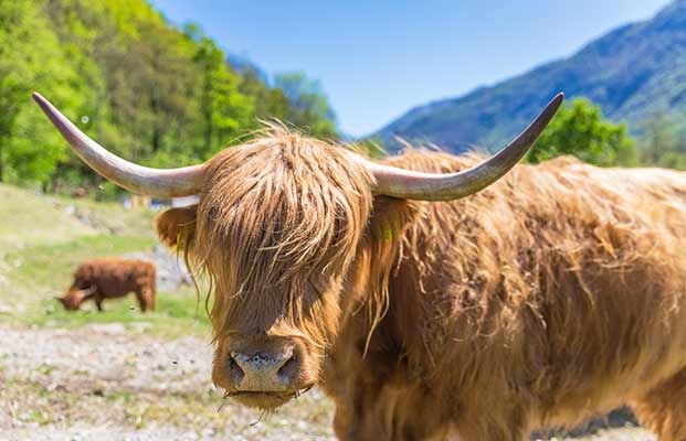 Bovini delle Highlands a Campo di trens