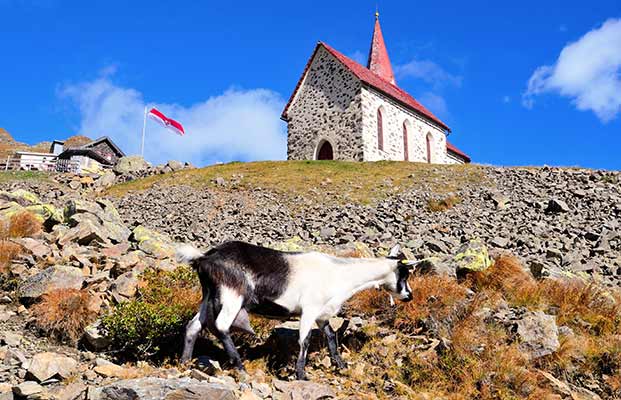 Una capra su una montagna a Lazfons