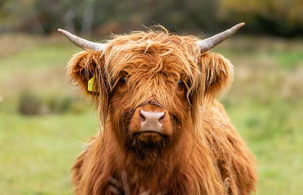 Un bovino delle Highlands guarda nella telecamera