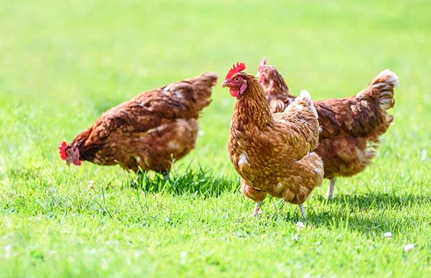 Tre galline in un prato