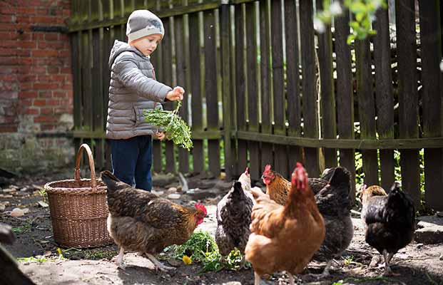Un bambino porta il cibo alle galline