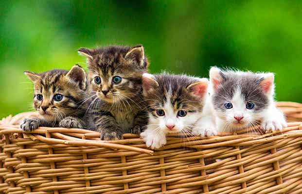 Quattro giovani gatti si affacciano dal cesto