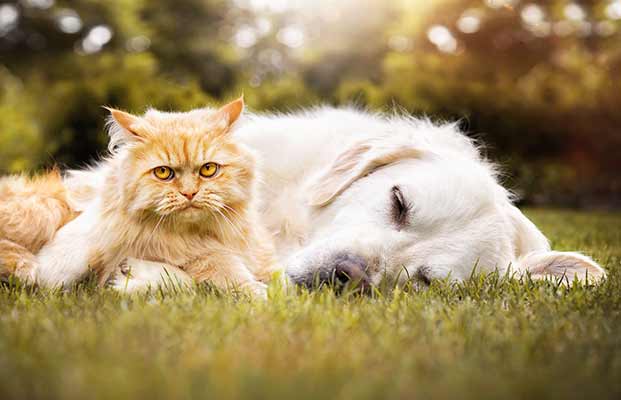 Un cane e un gatto che si rilassano in giardino