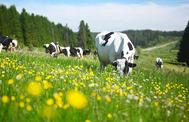 Un gruppo di mucche in piedi in un prato verde