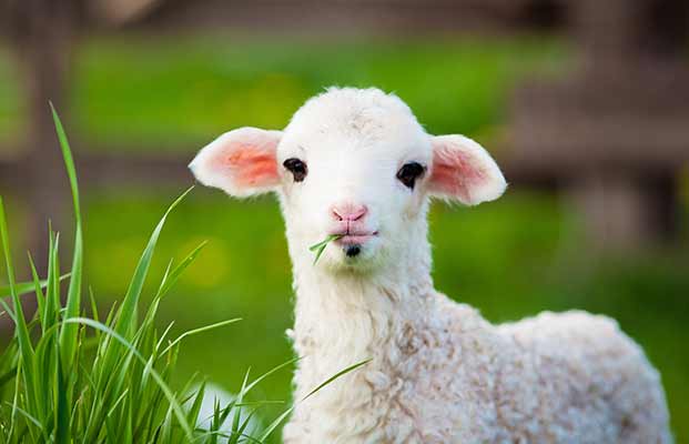 Una giovane pecora mangia dall'erba alta