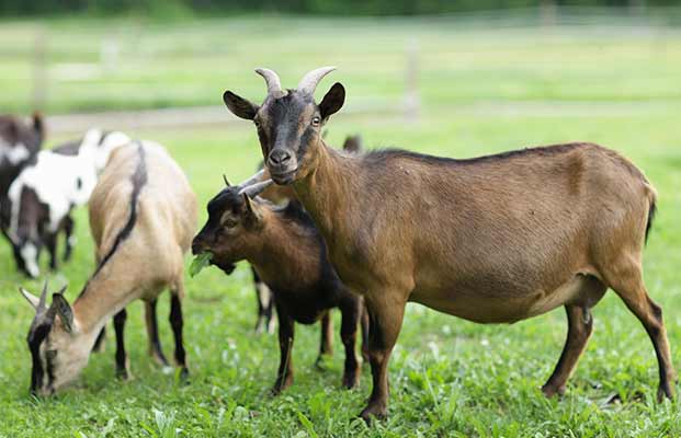 Un gruppo di capre che mangia in un prato