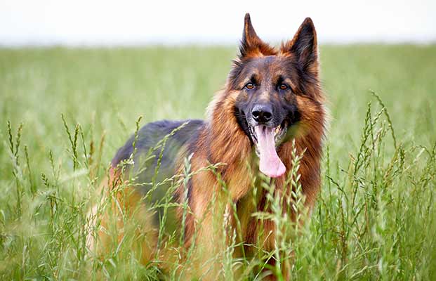 Un cane da pastore nell'erba alta