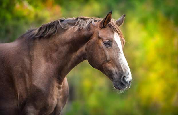 Un cavallo a Val di Vizze