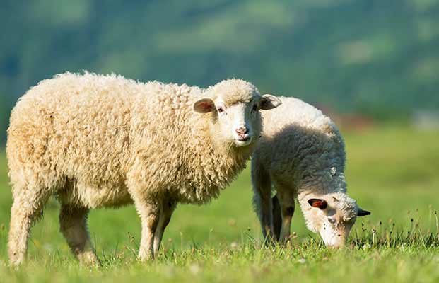 Due pecore che si nutrono