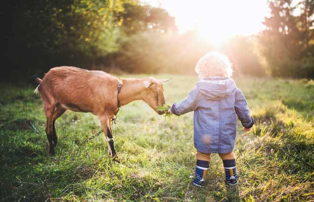 Un bambino dà da mangiare a una capra