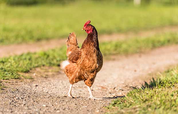 Una gallina su una strada sterrata