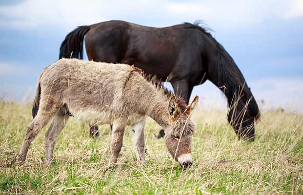 Animali della fattoria in un prato