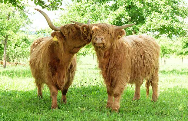Due bovini di razza Highland in un prato