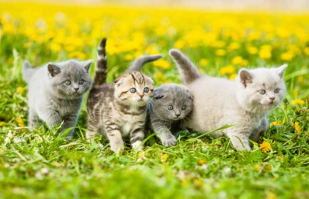 Quattro giovani gatti in un campo pieno di fiori di cespuglio
