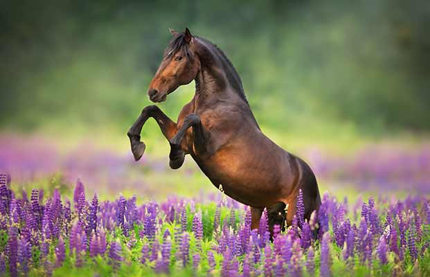 Un cavallo in un prato