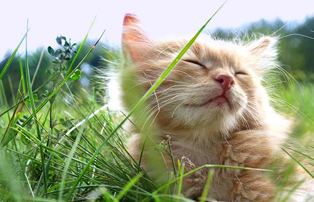 Un gatto giace nell'erba alta