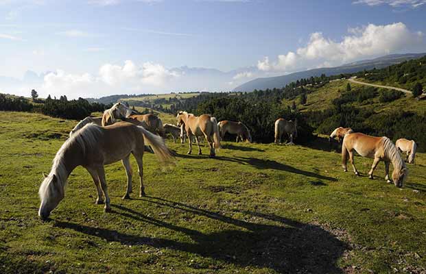 Cavalli a Villandro