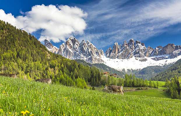Alcune mucche in un prato a Funes