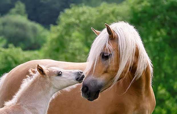 Un cavallo e un puledro