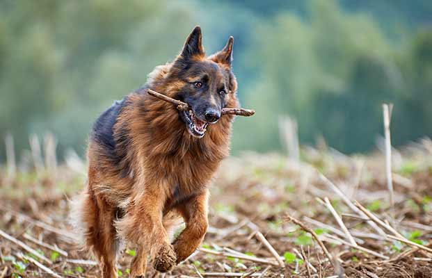 Un cane da pastore con un bastone in bocca